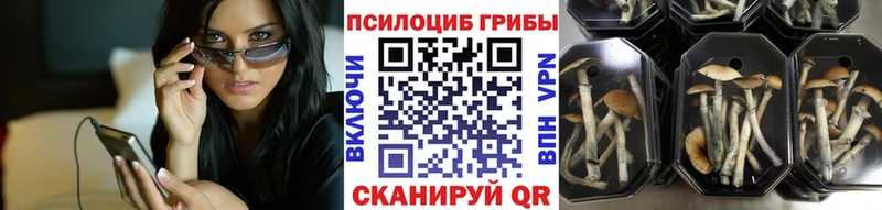 купить наркотики цена  Вичуга  Псилоцибиновые грибы GOLDEN TEACHER 